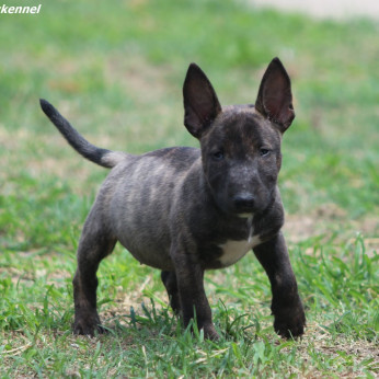 Miniatűr bullterrier kölykök
