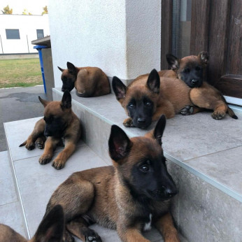 Belga malinois kölykök