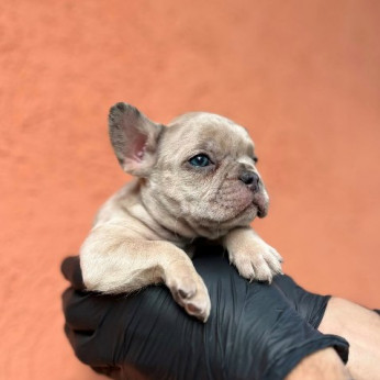 Egzotikus Francia Bulldog Balkán – KIVÁLÓ minőségű kölykök