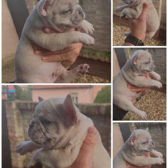 Francia bulldog Standard és egzotikus