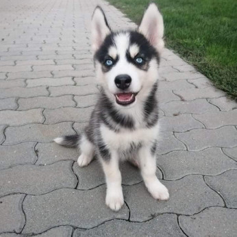 Husky kölykök