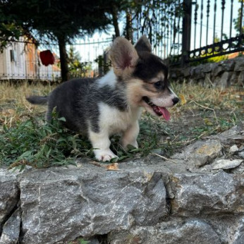 Walesi Corgi Pembroke kölykök