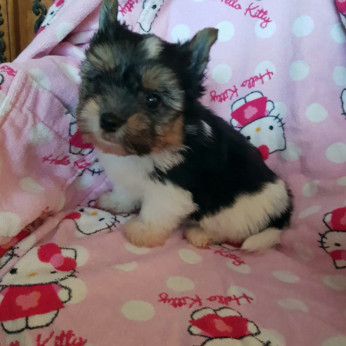 Biewer yorkshire yorki kisfiú - kislány 2 x oltva gazdit keres!