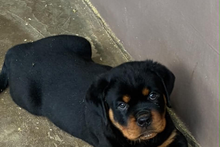 Eladó Rottweiler kiskutya