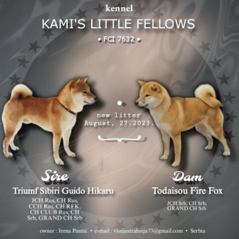 Shiba inu gyönyörű kiskutyák