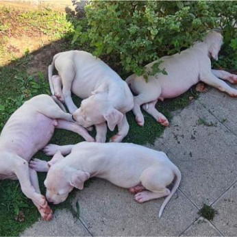 Dogo Argentino – Gyönyörű kölykök