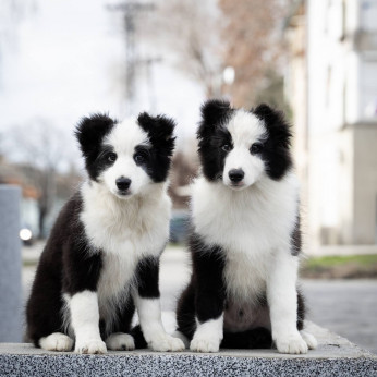 Border Collie kölykök