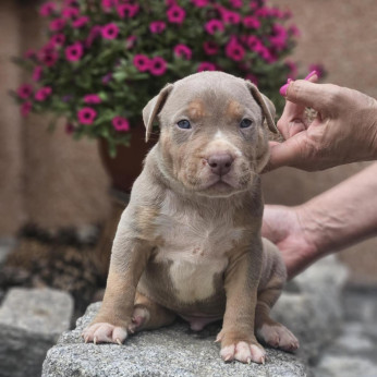 American Bully XL kölykök eladók