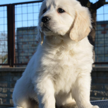 Golden retriever kölykök