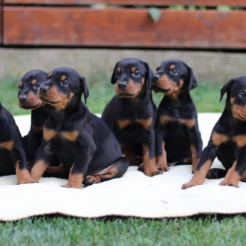 Doberman kölykök
