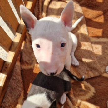 Mini bullterrier kölykök
