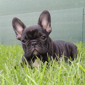 Francia bulldog FCI