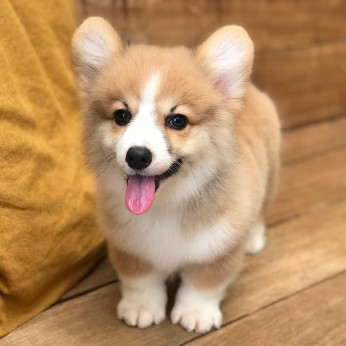 Imádnivaló Pembroke Welsh Corgi.