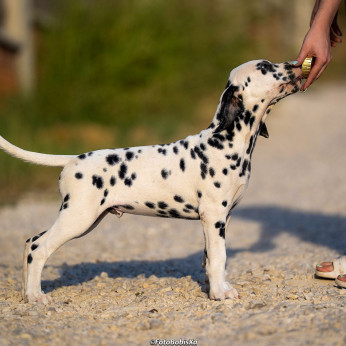 Dalmata kölyökkutyák