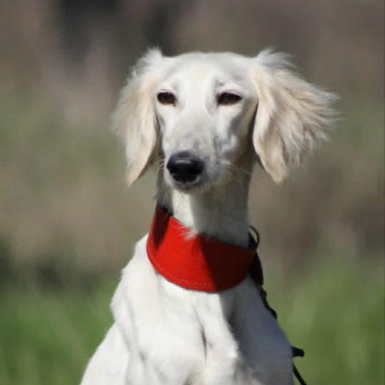 Perzsa agár SALUKI kölykök