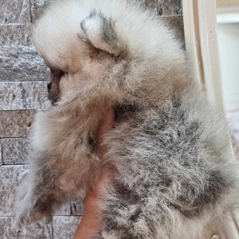 Pomerániai Boo, Tea csésze női