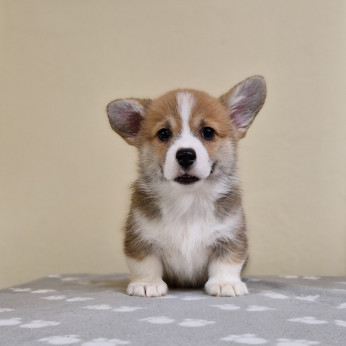Welsh Corgi Pembroke kölyök