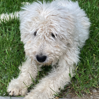 Cuki komondor szuka, 1,5 éves – Ingyen elvihető