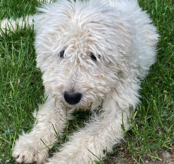Cuki komondor szuka, 1,5 éves – Ingyen elvihető