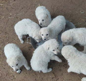 Kuvasz kiskutyák eladók.