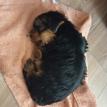 Yorki kölyök