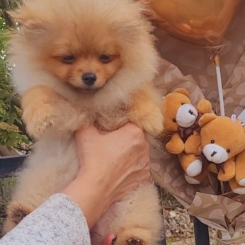 Pomerániai BOO TOP osztályú kölykök