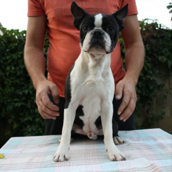Boston terrier kölykök