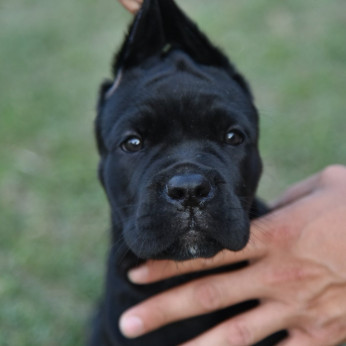 Cane Corso kölykök