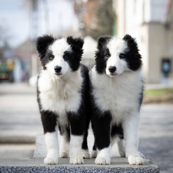 Border Collie kölykök