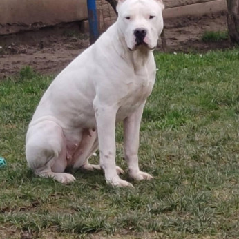 Dogo Argentino kölykök