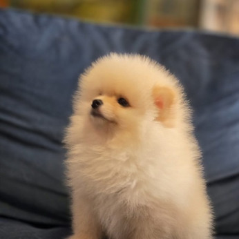 Pomerániai törpespiccek, gyönyörű kölykök