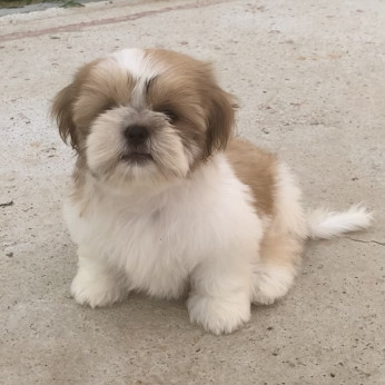 Shih-tzu FCI
