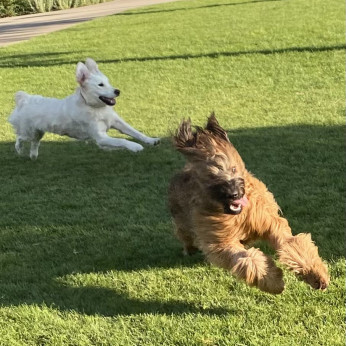 Briard
