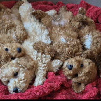 Uszkár és Maltipoo kölykök