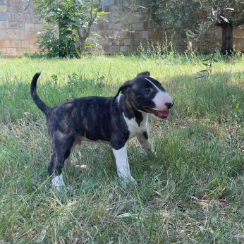 Bullterrier kölykök