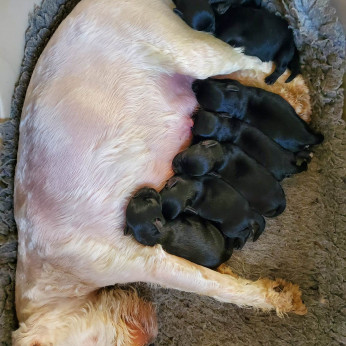 Eladó törpe schnauzer kiskutyák
