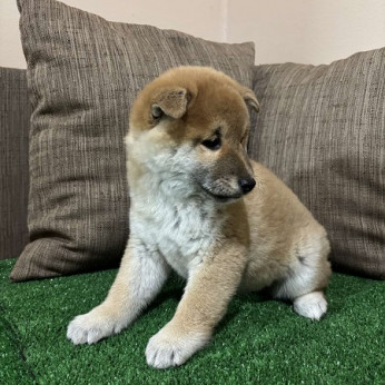 Champion származású Shiba inu kölykök