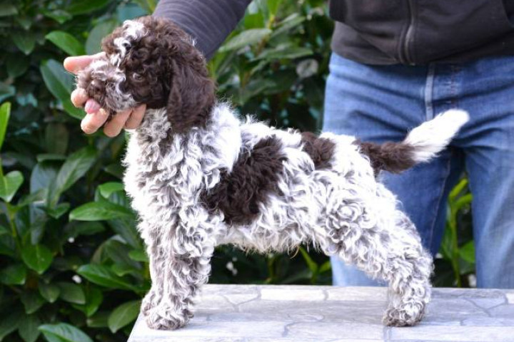 Lagotto Romagnolo kölykök