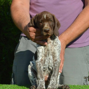 Német rövidszőrű vizsla kölykök