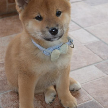 Shiba inu gyönyörű kiskutyák