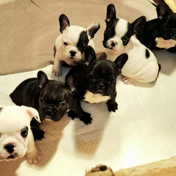 Franciai Bulldog – Kiváló kölyökkutyák