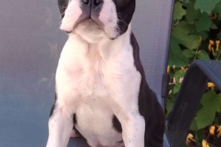 Boston Terrier – Kölykök