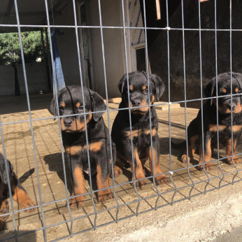 Eladó Rottweiler kiskutyák