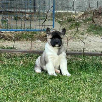 Amerikai akita, TOP kölykök