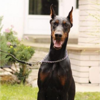 Doberman kiskutyák eladók