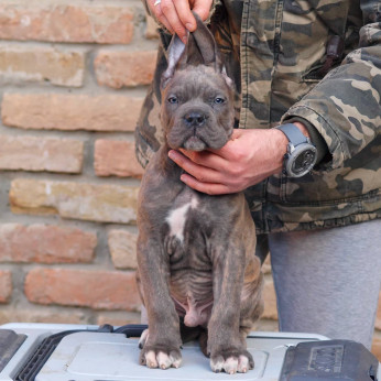 Cane Corso kiskutyák eladók