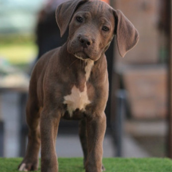 Cane corso kölykök