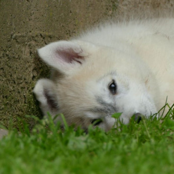 szibériai husky GYÖNYÖRŰ kutyusok