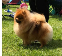 Pomerániai kan, pároztatásra kész