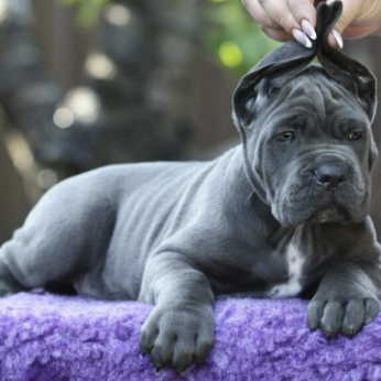 Cane Corso kiskutyák AJÁNLÁS
